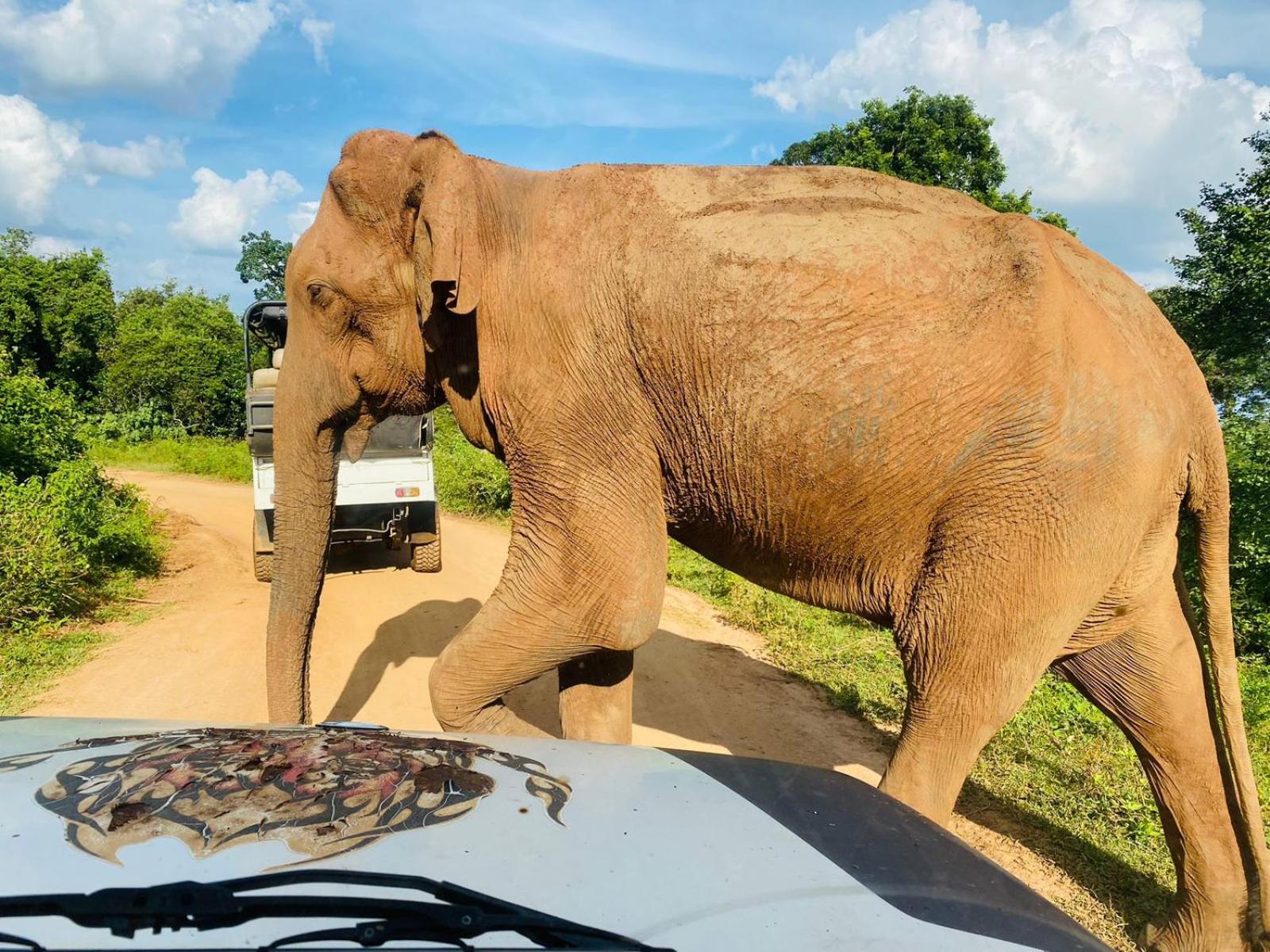 Отель Masiya Safari Service Удавалаве Экстерьер фото