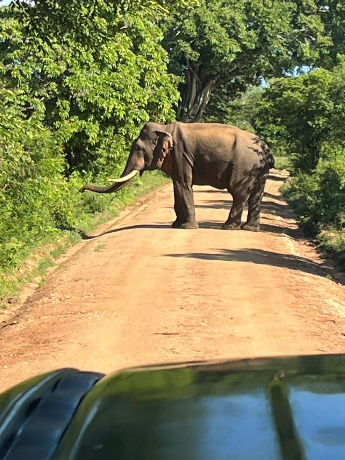 Отель Masiya Safari Service Удавалаве Экстерьер фото