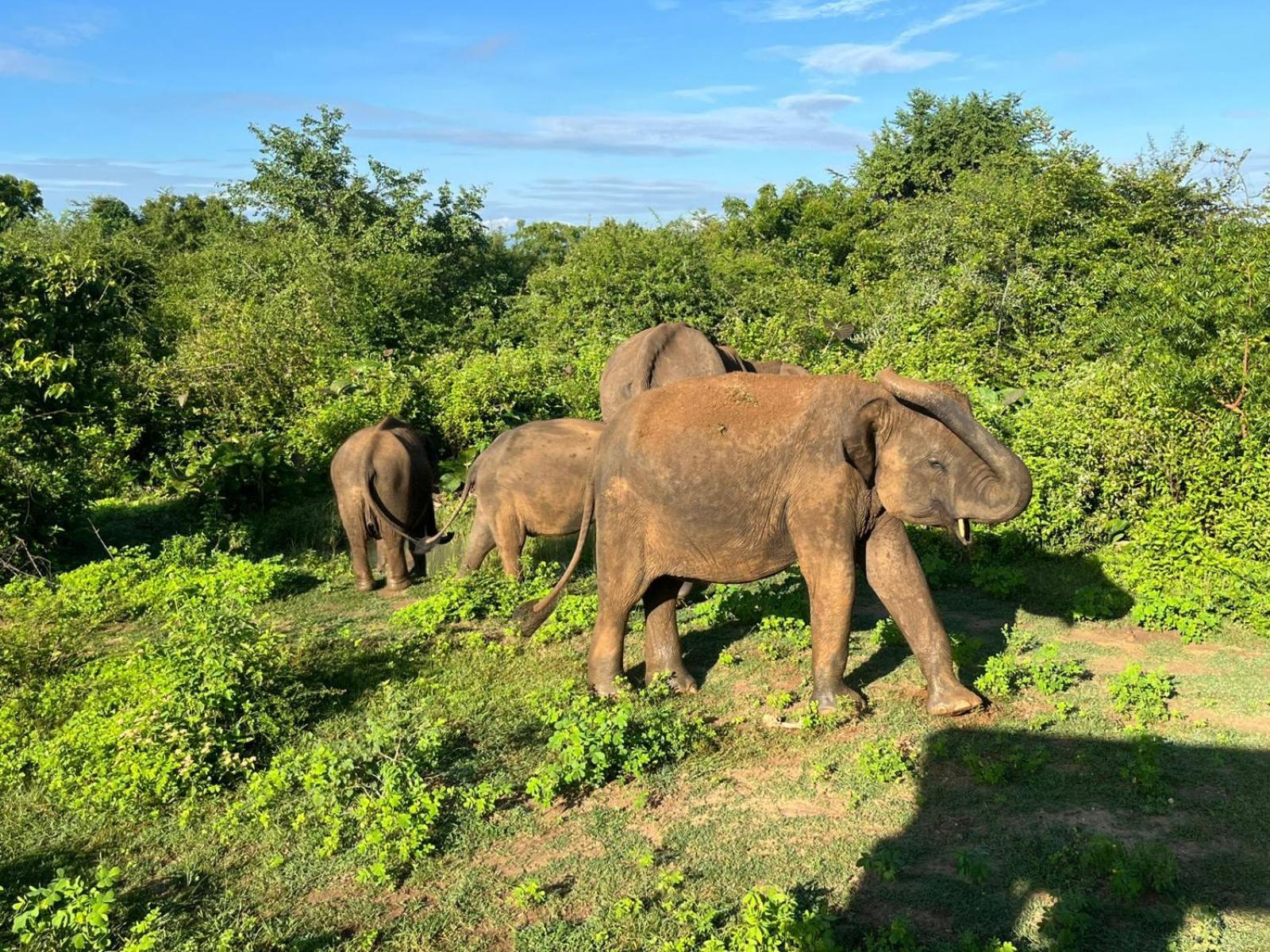 Отель Masiya Safari Service Удавалаве Экстерьер фото