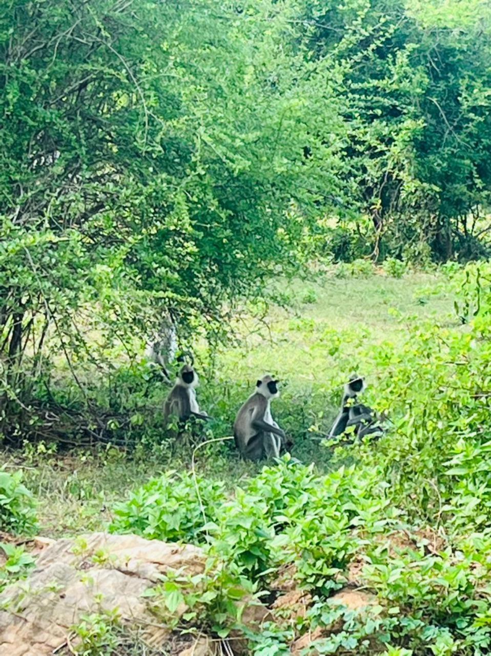 Отель Masiya Safari Service Удавалаве Экстерьер фото